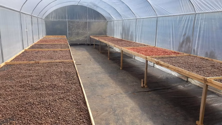 Finca de Café de casi 4 Hectáreas en San Ramón de Alajuela - Imagen 9