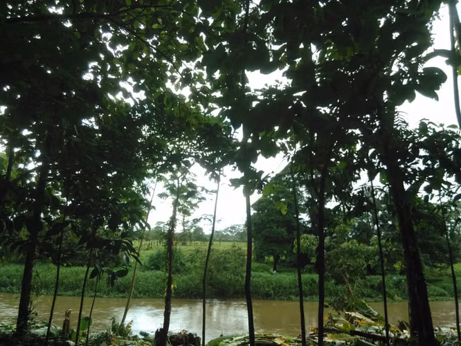 Finca en Roxana de Pococí, Limón - Imagen 11
