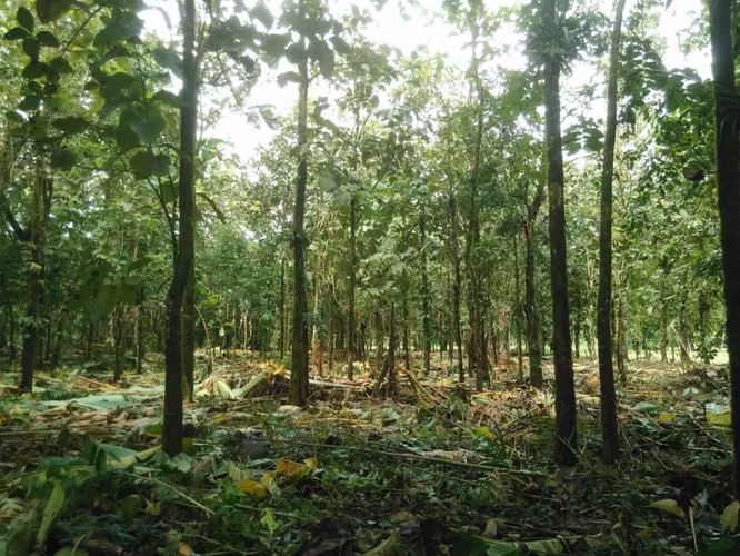 Finca en Roxana de Pococí, Limón - Imagen 10