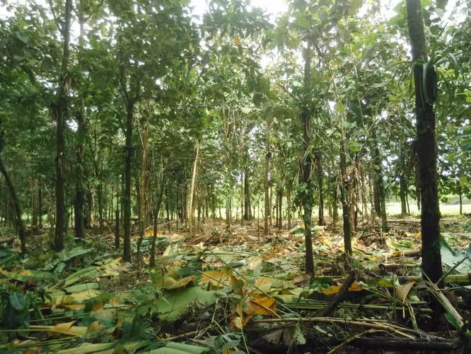 Finca en Roxana de Pococí, Limón - Imagen 14