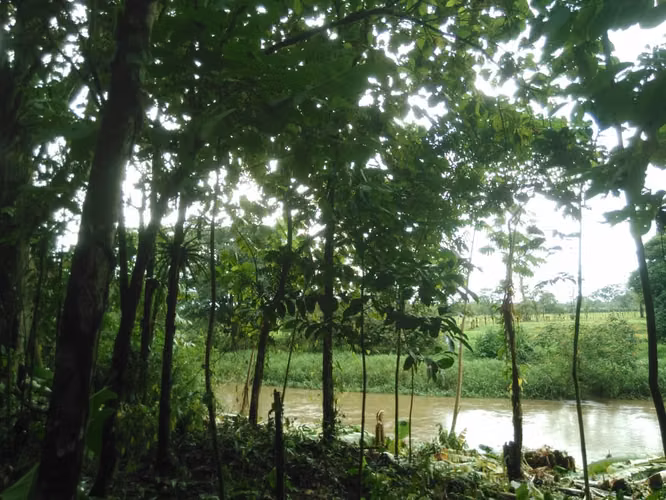 Finca en Roxana de Pococí, Limón - Imagen 5