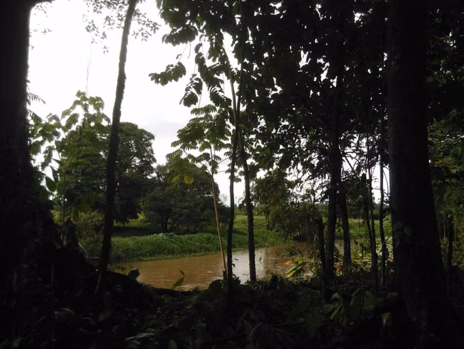 Finca en Roxana de Pococí, Limón - Imagen 12