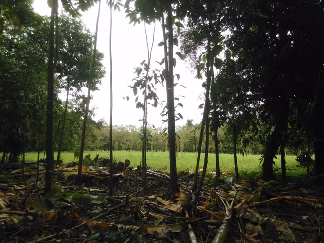 Finca en Roxana de Pococí, Limón - Imagen 13