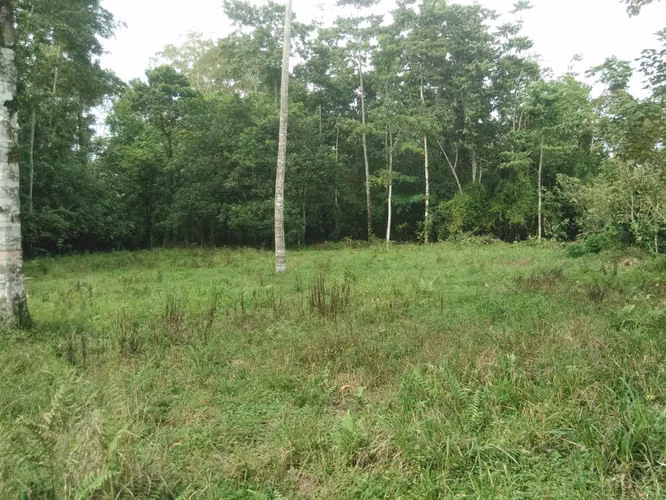Finca en Roxana de Pococí, Limón - Imagen 15