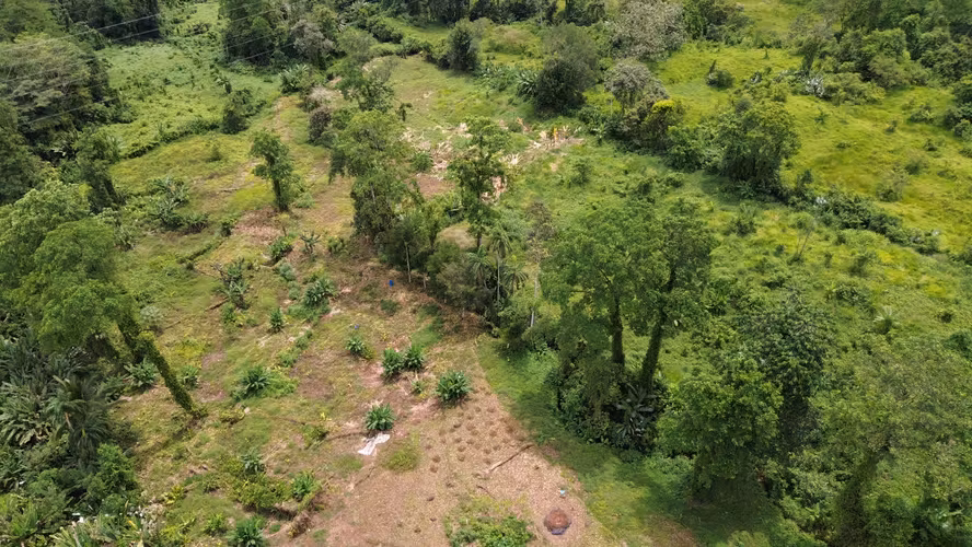 Venta de finca de 7.9 hectáreas en Siquirres, Limón. - Imagen 5