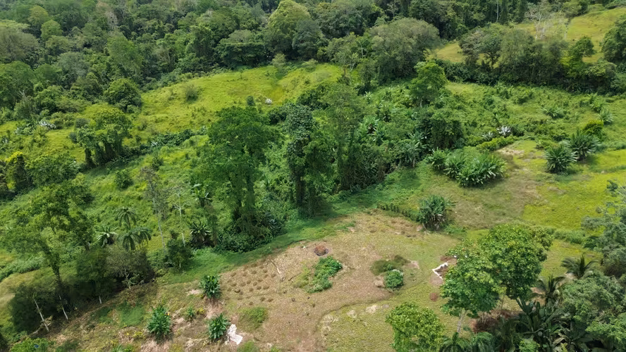Venta de finca de 7.9 hectáreas en Siquirres, Limón. - Imagen 3