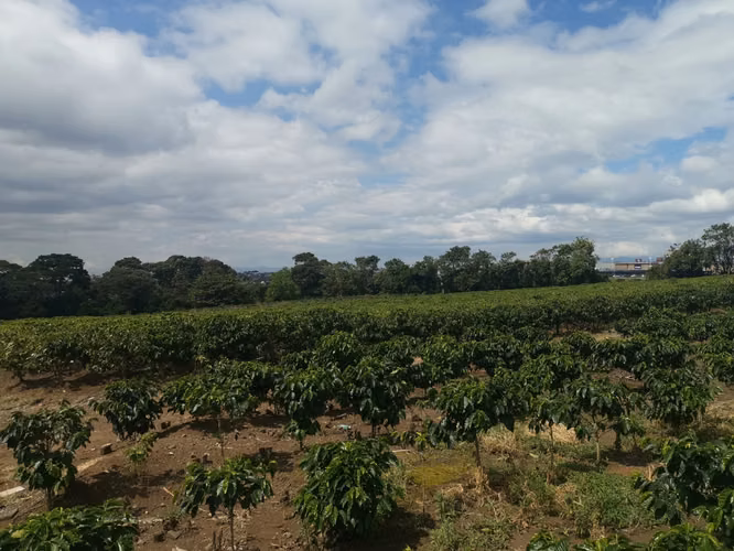 Finca de 6 Hectáreas Uso Mixto e Industrial en San Pablo, Heredia