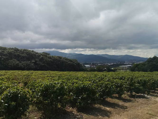 Finca de 6 Hectáreas Uso Mixto e Industrial en San Pablo, Heredia