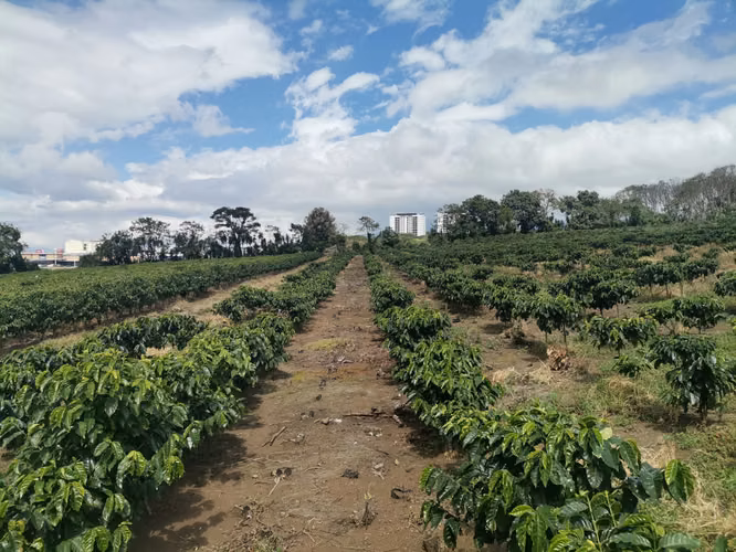 Finca de 6 Hectáreas Uso Mixto e Industrial en San Pablo, Heredia