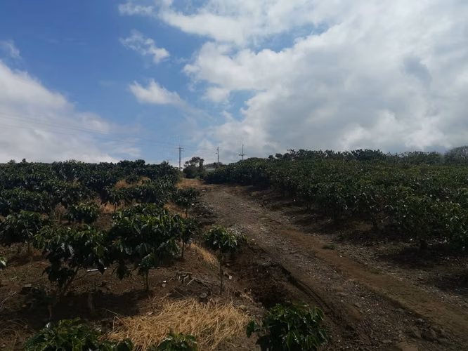 Finca de 6 Hectáreas Uso Mixto e Industrial en San Pablo, Heredia
