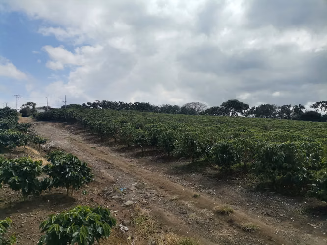 Finca de 6 Hectáreas Uso Mixto e Industrial en San Pablo, Heredia