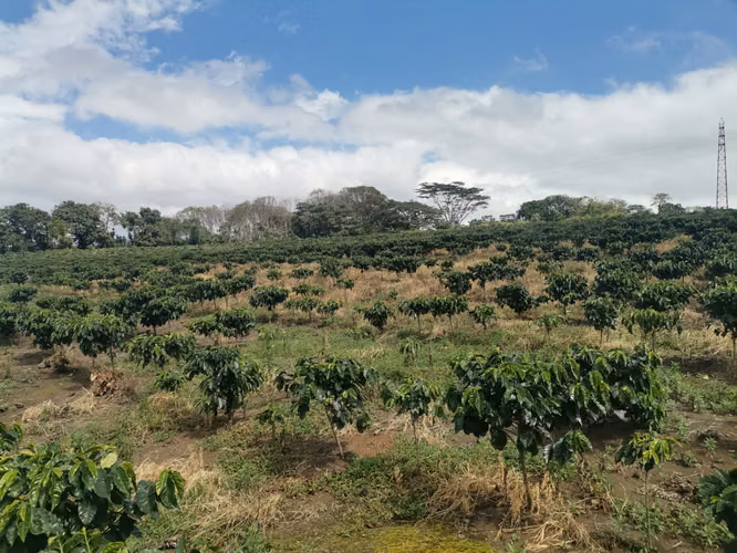Finca de 6 Hectáreas Uso Mixto e Industrial en San Pablo, Heredia