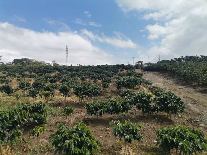 Finca de 6 Hectáreas Uso Mixto e Industrial en San Pablo, Heredia
