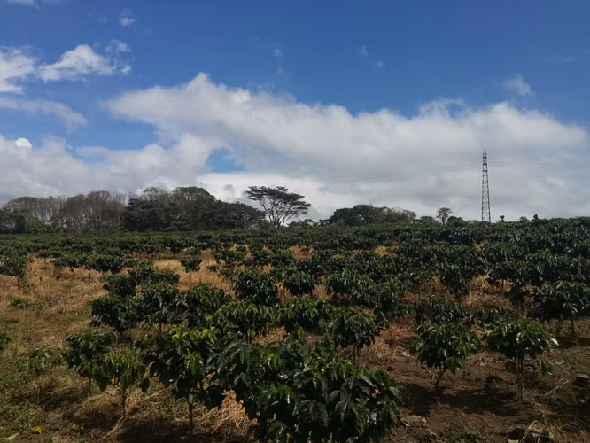 Finca de 6 Hectáreas Uso Mixto e Industrial en San Pablo, Heredia