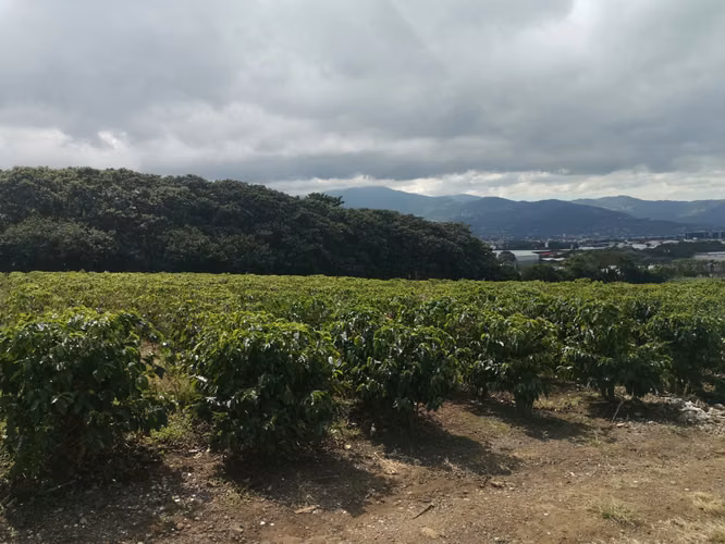 Finca de 6 Hectáreas Uso Mixto e Industrial en San Pablo, Heredia