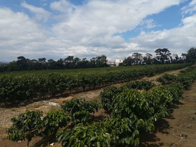 Finca de 6 Hectáreas Uso Mixto e Industrial en San Pablo, Heredia