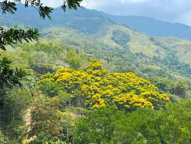 Finca de café y árboles frutales en Puriscal