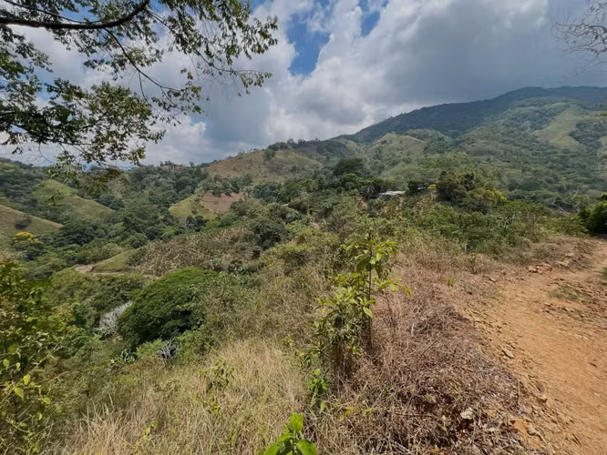 Finca de café y árboles frutales en Puriscal