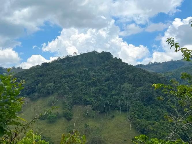 Finca de café y árboles frutales en Puriscal