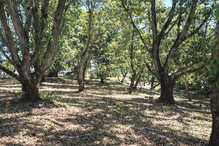 Venta / Lote Muy Bonito, Coyolar, Orotina, Alajuela