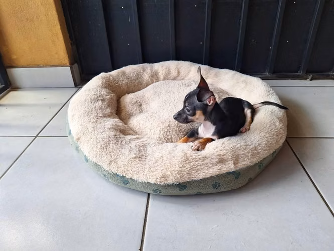 Vendo Perrito Chihuahua tiene 3 meses.
