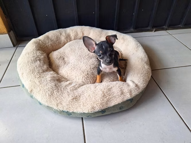 Vendo Perrito Chihuahua tiene 3 meses.
