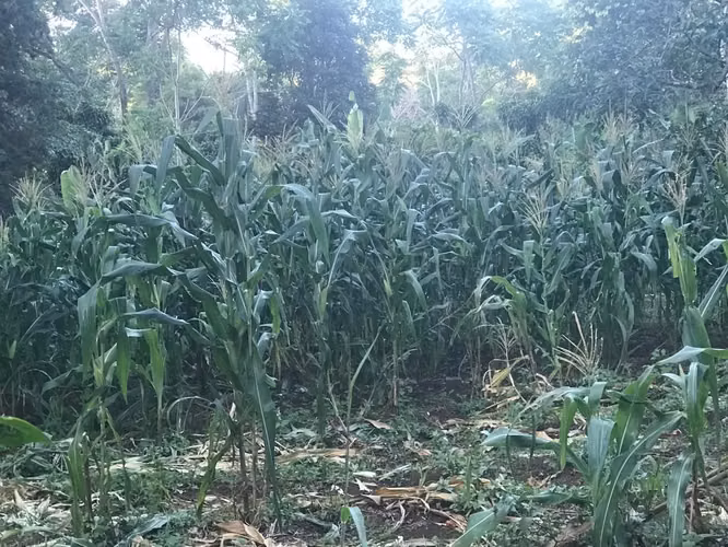 Terreno sembradoExc oportunidad! Muy plano6.000m 