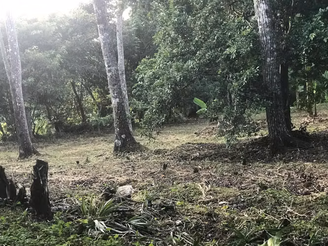 Terreno sembradoExc oportunidad! Muy plano6.000m 