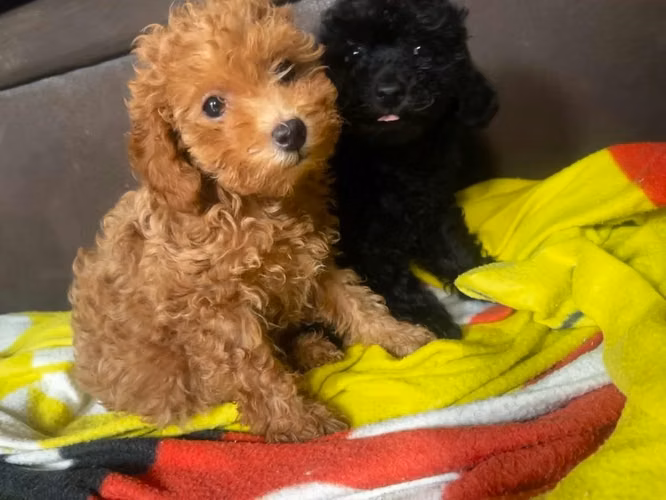 French poodle perritas - Imagen 2