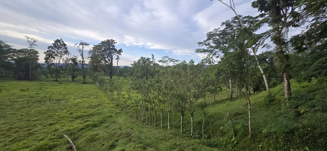 Oportunidad Finca Grande - Imagen 20