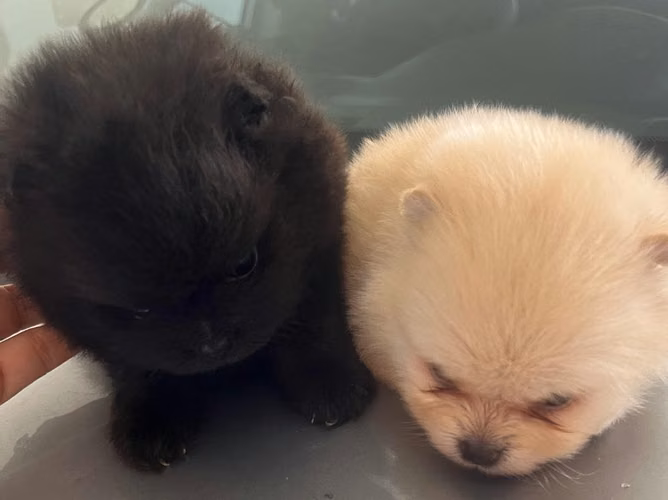 Hermosos Pomerania - Imagen 3