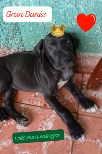 Gran Danes (ambos sexos) - Imagen 2
