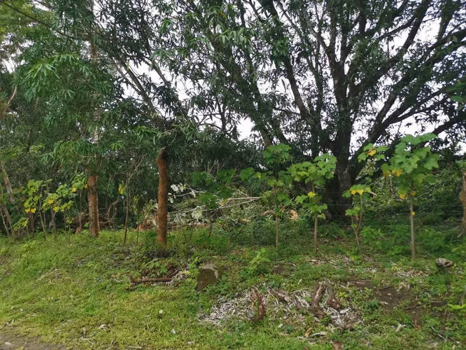 Venta de Finca en Esparza a solo 5 minutos del Centro. - Imagen 9