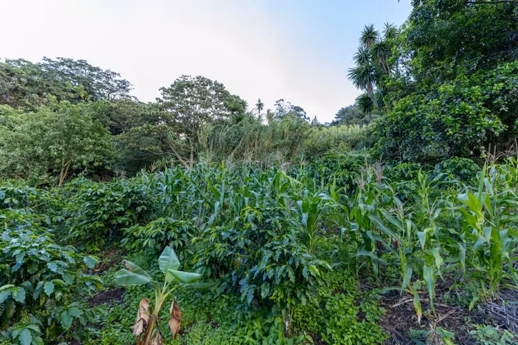 OPORTUNIDAD!! VENDO TERRENO EN MONTEVERDE 9820 M2 - Imagen 15