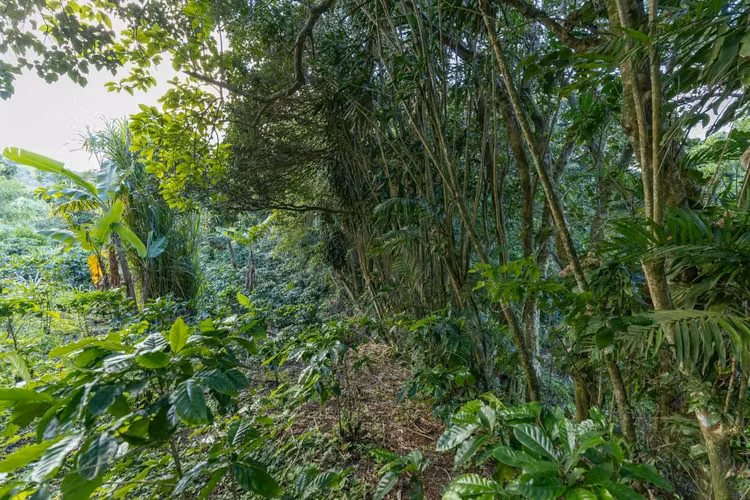 OPORTUNIDAD!! VENDO TERRENO EN MONTEVERDE 9820 M2 - Imagen 6