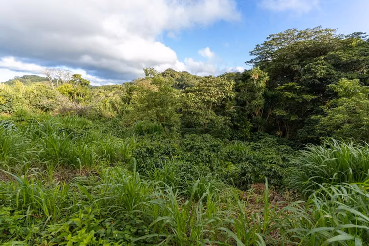 OPORTUNIDAD!! VENDO TERRENO EN MONTEVERDE 9820 M2 - Imagen 5