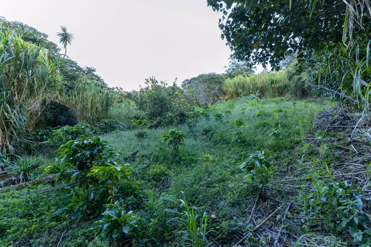 OPORTUNIDAD!! VENDO TERRENO EN MONTEVERDE 9820 M2 - Imagen 7