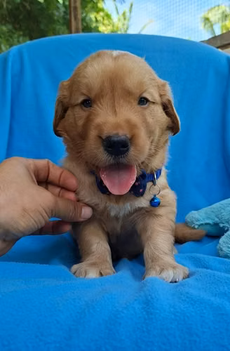 Golden Retriever - Imagen 3
