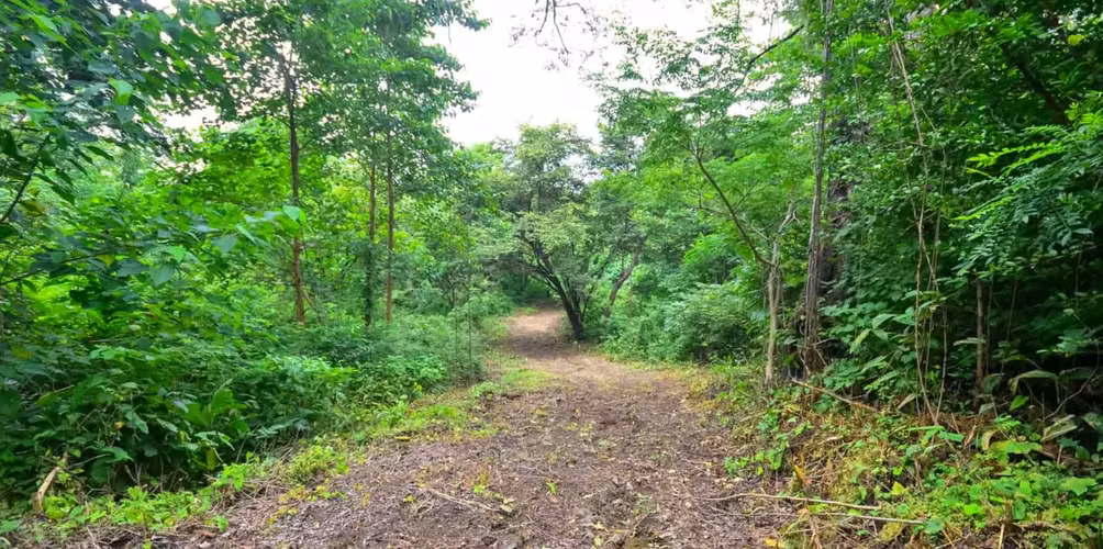 Large lot with privacy and ocean views - Imagen 5