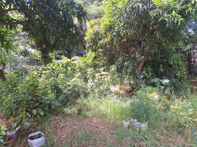 Lote mixto 3.000 m² en Tirrases - Imagen 6