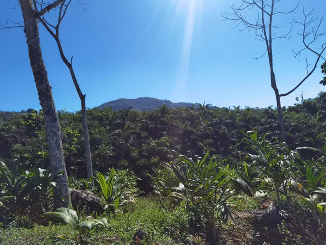 Reserva forestal en venta en Buenos Aires, Puntarenas. JP, ID 26994 - Imagen 7