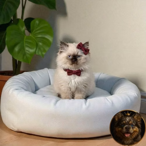 Gatos Himalayo