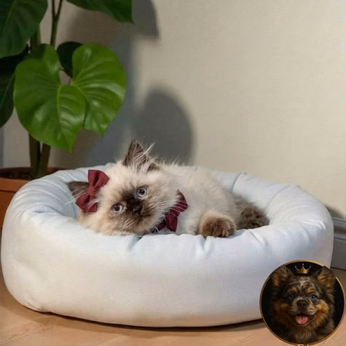 Gatos Himalayo