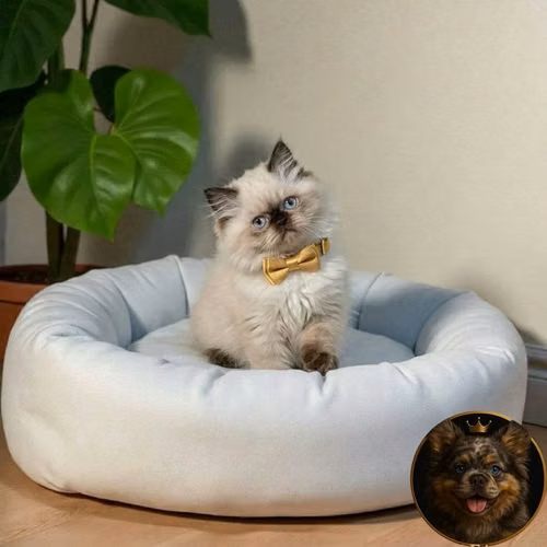 Gatos Himalayo