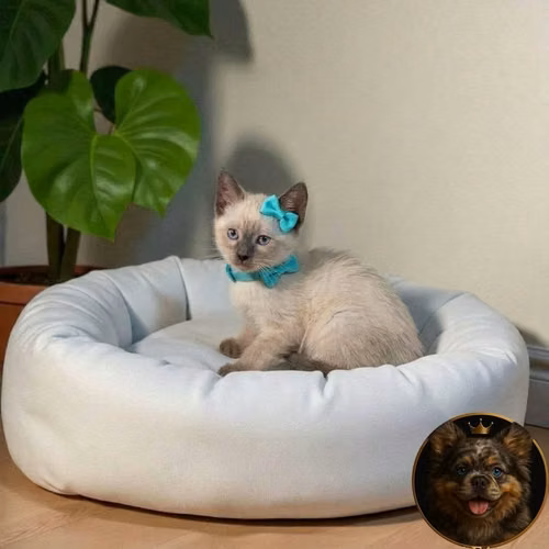 Gatos Siamés