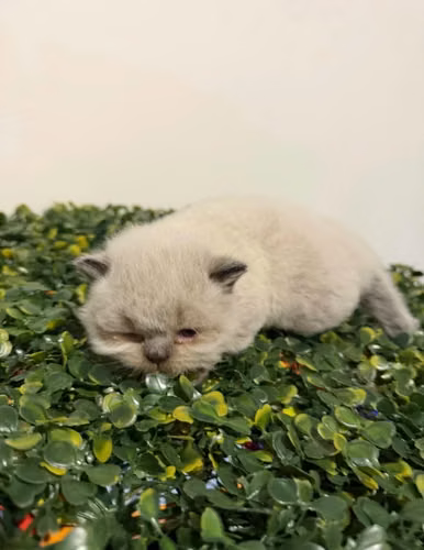 Gatos - Imagen 3