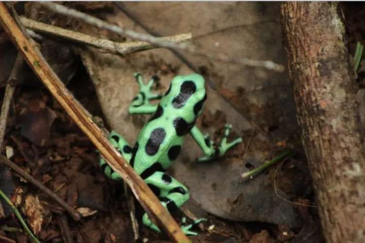Finca de Selva Tropical en Costa Rica | 78.7 Ha de Retiro Ecológico y Propiedad de Aventura