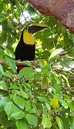 Finca de Selva Tropical en Costa Rica | 78.7 Ha de Retiro Ecológico y Propiedad de Aventura