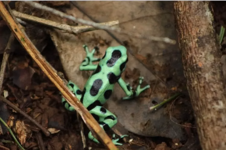 Finca de Selva Tropical en Costa Rica | 78.7 Ha de Retiro Ecológico y Propiedad de Aventura