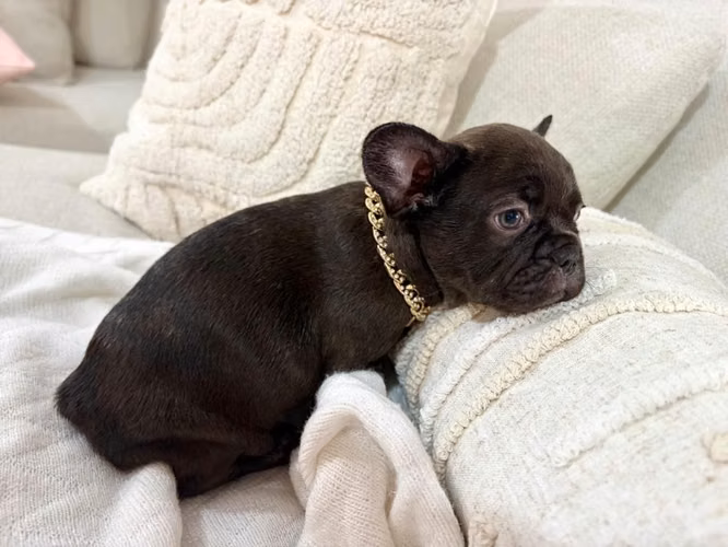 Bulldog Francés - Imagen 3